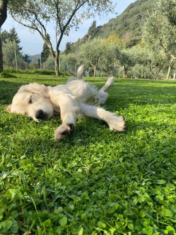 Sotto Il Cielo Di Toscana Appartamenti In Tenuta Only Adults No Pet Camaiore Eksteriør billede