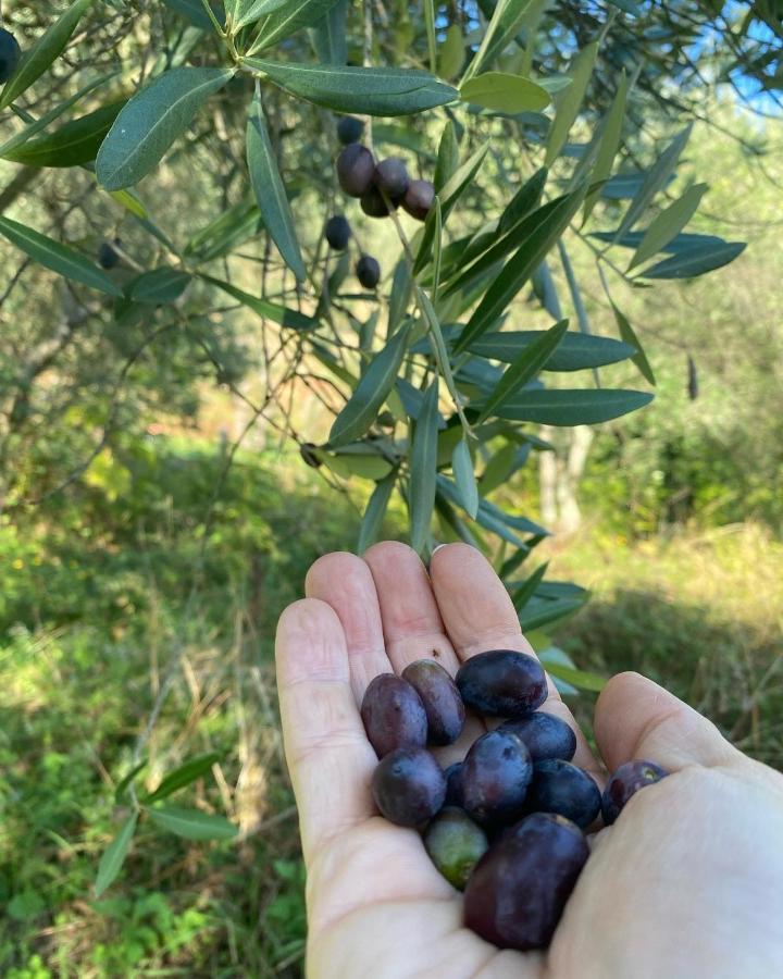 Sotto Il Cielo Di Toscana Appartamenti In Tenuta Only Adults No Pet Camaiore Eksteriør billede