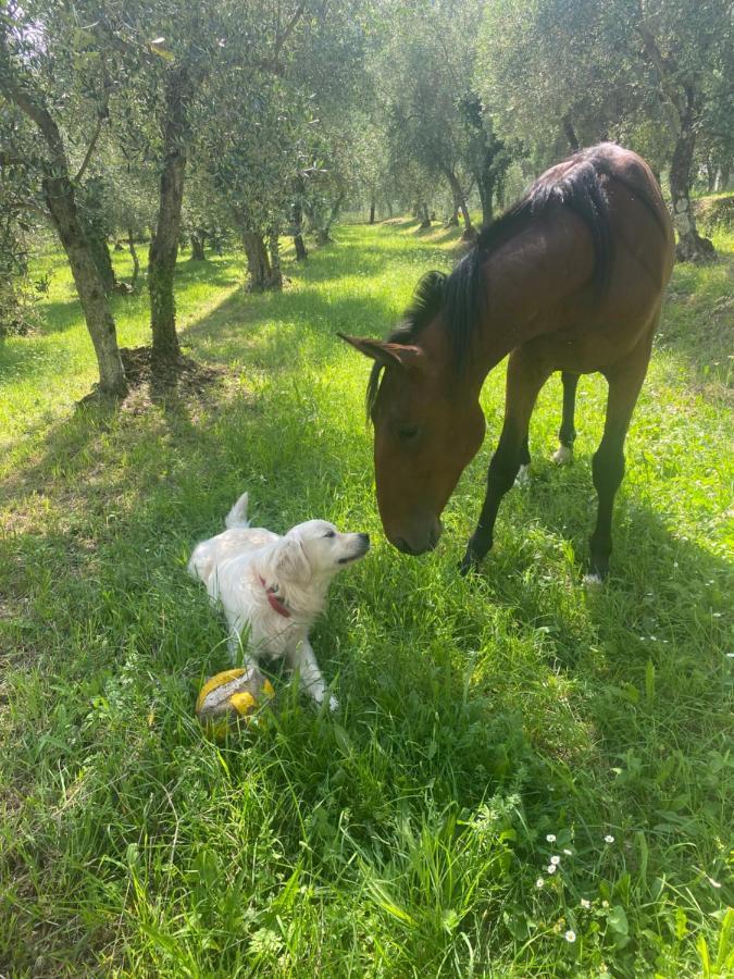 Sotto Il Cielo Di Toscana Appartamenti In Tenuta Only Adults No Pet Camaiore Eksteriør billede